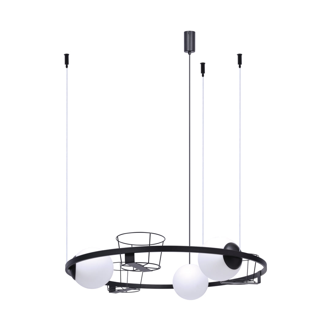 Lustra suspendata Plant 5005